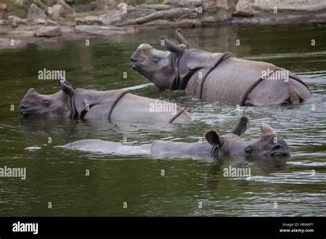 Indian rhinoceros (Rhinoceros unicornis) swimming. Wildlife animal ...