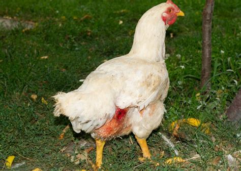 Poultry Cannibalism Signs Solution And Prevention