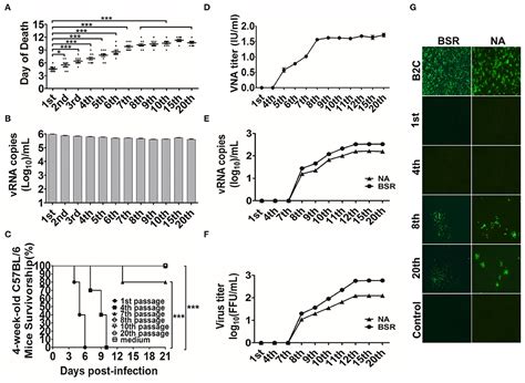 Frontiers Change In The Single Amino Acid Site In Rabies Virus