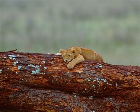 Lion Cub Sleeping on a Log Photograph by Ross Warner