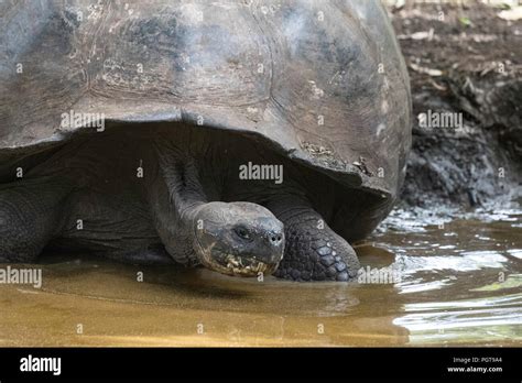 Wild Galapagos Giant Tortoise Geochelone Elephantopus In Muddy Pond