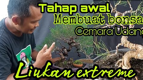 Tahap Awal Membuat Bonsai Cemara Udang YouTube