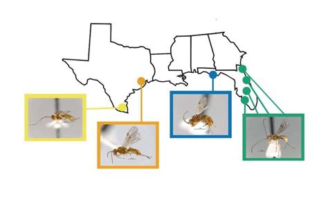 Researchers discover new species of gall wasp