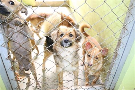 Municipalidad De Cartago Lanza Campa A Adopte A Un Perro Romero