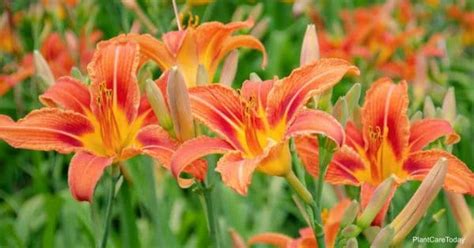 Hemerocallis Fulva History Of The World Traveling Europa Daylily