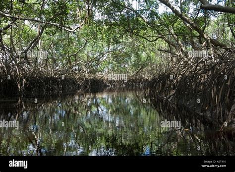 Red Mangroves Fotos Und Bildmaterial In Hoher Aufl Sung Alamy