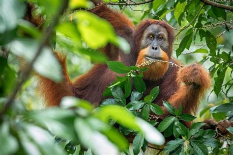 Orangutan Jungle Trek Day Adventure In Bukit Lawang Sumatra