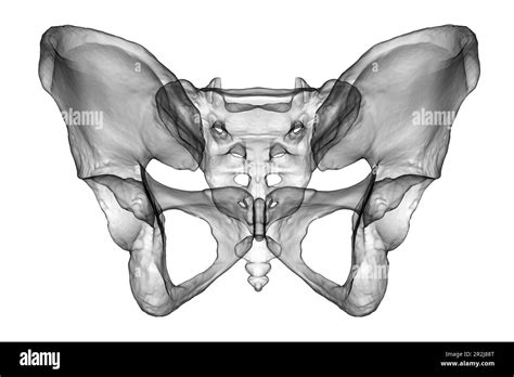 Anatomy of the pelvis bones, illustration Stock Photo - Alamy