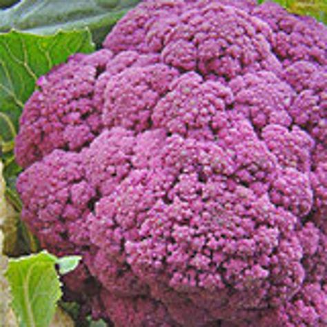 Cauliflower Purple Of Sicily Heirloom 25 Seeds Etsy