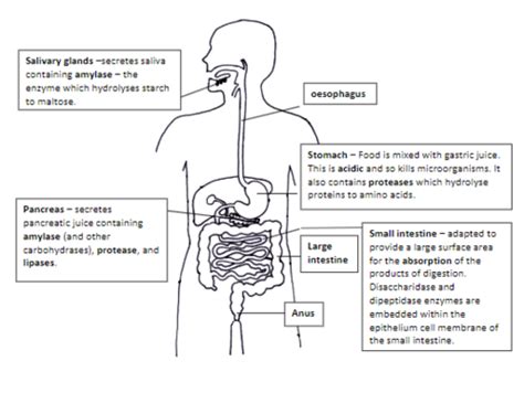 Digestion And Absorption Flashcards Quizlet