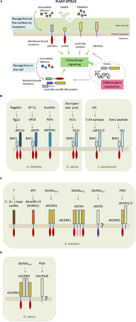 Frontiers Lectin Domains At The Frontiers Of Plant Defense Plant