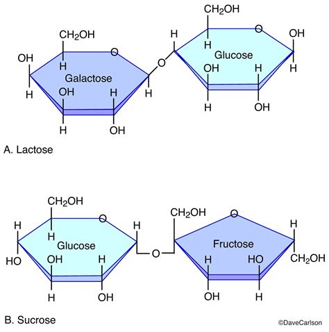 A Disaccharide Is Formed By The Chemical Bonding Of - Asking List