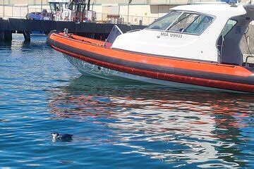 Harbour Albatross And Wildlife Cruise On Otago Harbour Port