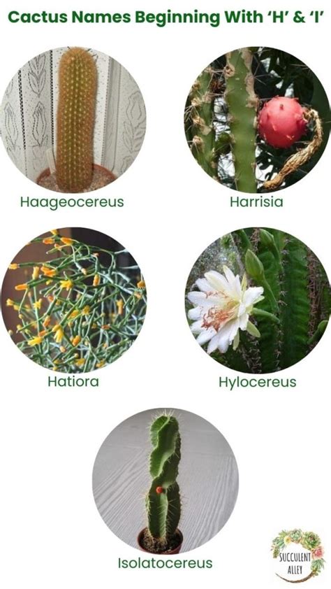 1 000 Types Of Cactuses With Pictures Cactus Identification Chart