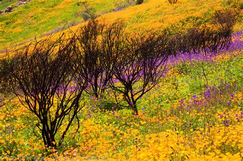 Wildflowers | San Diego County, California. | Photos by Ron Niebrugge