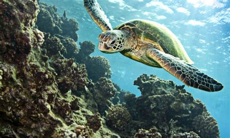 Long Island Pulse Magazine Will It Ever Be The Year Of The Sea Turtle