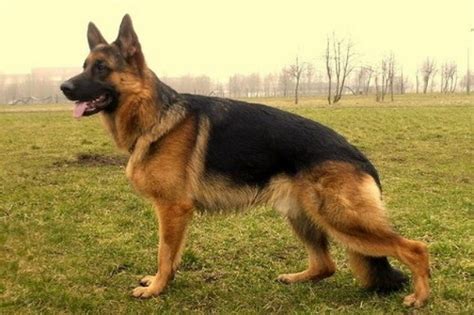 German Shepherd