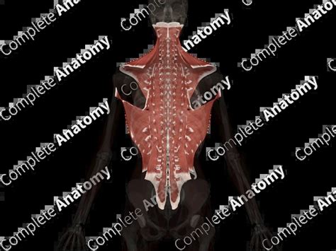 muscles   complete anatomy