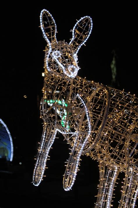 First look: Wild Winter Lights sparkle at Cleveland Zoo through Jan. 2 ...