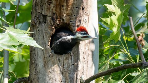 One Of The Pileated Woodpeckers I Watch Fledged Today Here Is A Series