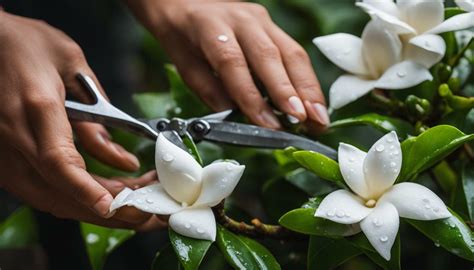 Master Gardenia Care: Essential Tips for Vibrant Blooms
