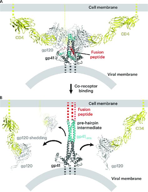 Model of postinfection formation of CD4-gp120 complexes on the host ... 