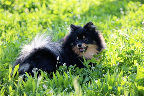 Cores do Lulu da Pomerânia conheça cores raras e populares Guia Animal