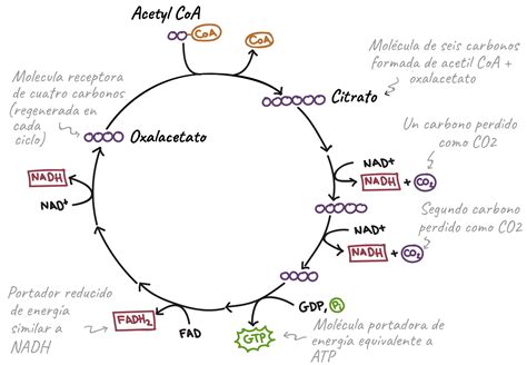 El Ciclo De Krebs