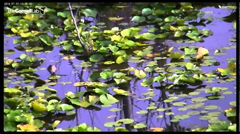 Video 2014 07 31 173700 DUCK DANCING ON LILLY PAD YouTube