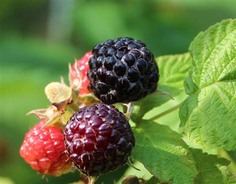 Rubus Occidentalis Black Cap Raspberry At Toadshade Wildflower Farm