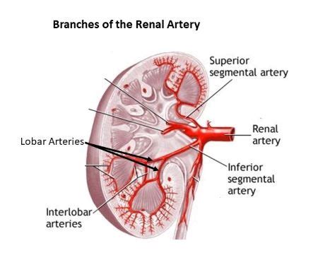 Renal Artery