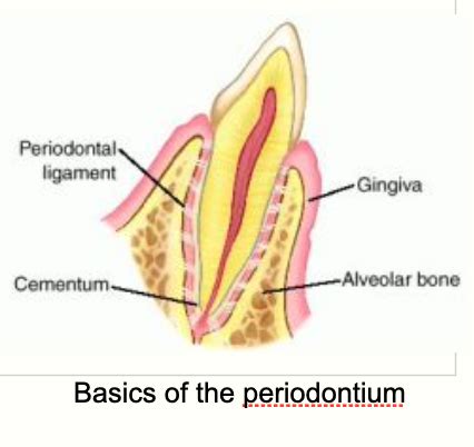 Chapter Supporting Structures The Periodontium Flashcards Quizlet