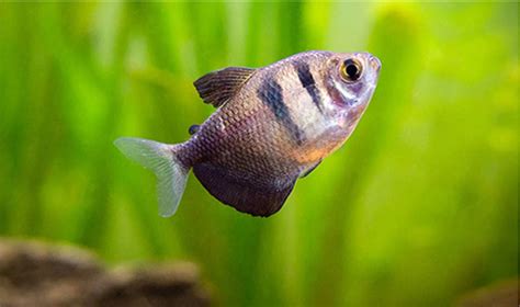 Most Popular Tetra Fish Types to Aquarists - hygger