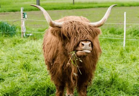 Brown And White Cow Breeds Top 10 Breeds Savvy Farm Life