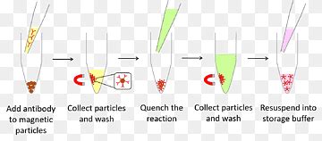 Immunoprecipitation png images | PNGWing