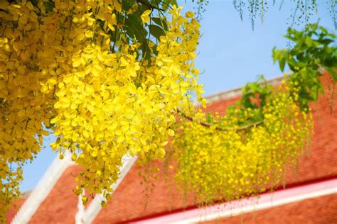 Golden Rain Tree In Summer Season In Front Of Orange Temple Roof In