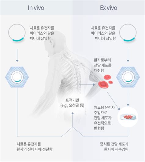 코오롱생명과학주 사업부문 연구개발