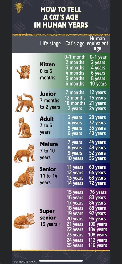 How Old Is Your Cat In People Years Cat Care By Life Stage
