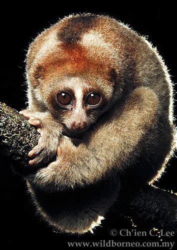 New Species Of Worlds Only Venomous Primate Found Science World