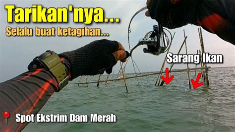 Mancing Di Air Keruh Masih Bisa Strike Ikan Lezat Mancing Dam Merah