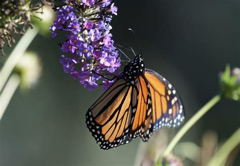 Monarch - Natural Bridges : r/Butterflies