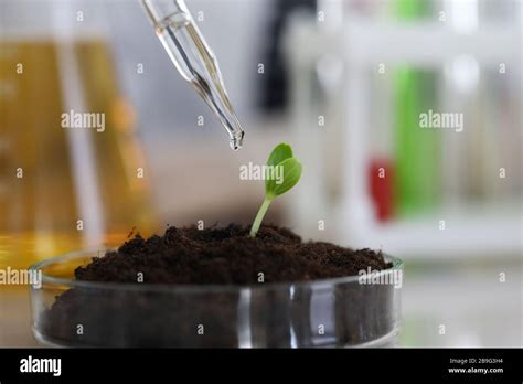 Plant growing in greenhouse conditions Stock Photo - Alamy