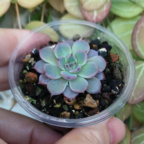 Суккуленты Эхеверии Echeveria Laulensis