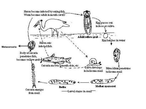 Life Cycle Of Protozoan Parasite Ppt