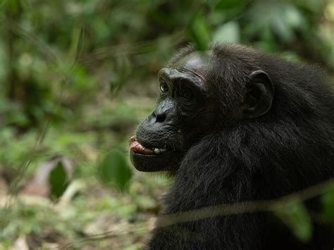 Chimpanzee Tracking Experience in Africa - Kenlink Tours