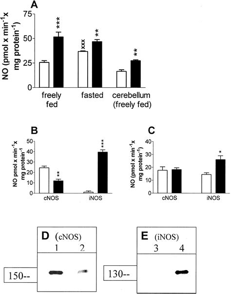 Chronic Blockade Of No Synthase Paradoxically Increases Islet No Production And Modulates Islet