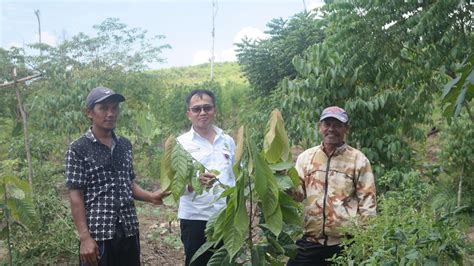 Pendamping Pekebun Lada Dan Kakao Se Kaltim Ikuti Bimtek Niaga Asia