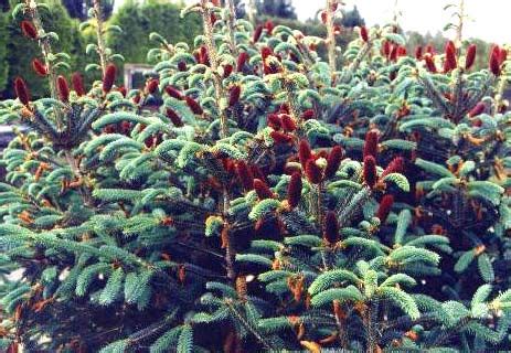 Живая изгородь из ели - Ограждения. Безопасность, практичность и уют