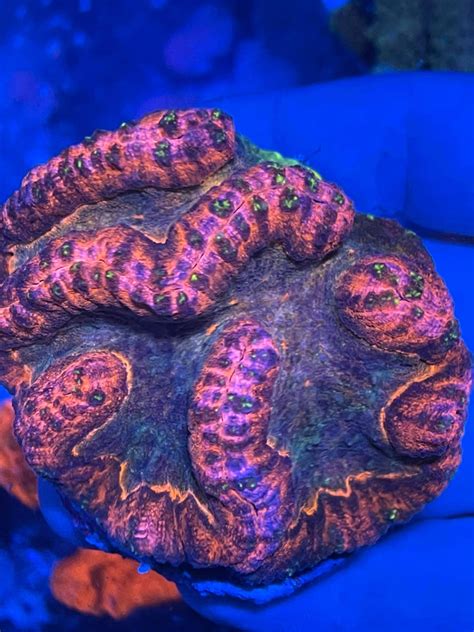 Lobophyllia Rainbow Lobophyllia Sp Advanced Aquatic Ecosystems Llc