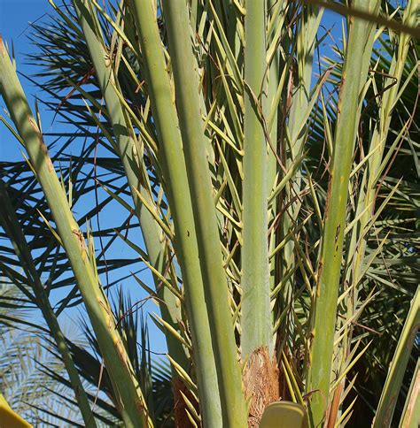 Phoenix Dactylifera Identifying Commonly Cultivated Palms